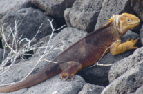 Galápagos Land Iguana